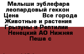 Малыши эублефара ( леопардовый геккон) › Цена ­ 1 500 - Все города Животные и растения » Грызуны и Рептилии   . Ненецкий АО,Нижняя Пеша с.